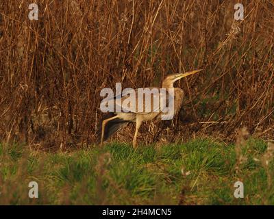 Dieser juvenile/subadulte Purpurreiher blieb im Frühherbst in Großbritannien in einem rauhen Graslandfeld, das sich von Feldmäusen ernährte Stockfoto