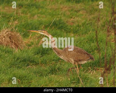 Dieser juvenile/subadulte Purpurreiher blieb im Frühherbst in Großbritannien in einem rauhen Graslandfeld, das sich von Feldmäusen ernährte Stockfoto