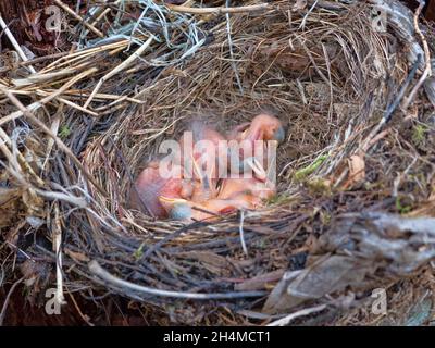 Nest der Amsel (Turdus merula) mit Nestlingen im Alter von mehreren Tagen in einer Baumhohle. Mischwälder Nordeuropas Stockfoto