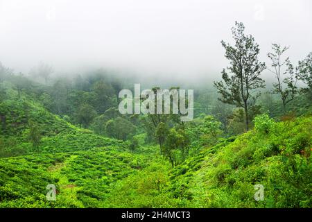 Ausgezeichnete gepflegte Ceylon Tee (orange pekoe in Camellia sinensis) Plantagen im Winter (nebliges Wetter). Plantage ist von Überresten umgeben Stockfoto