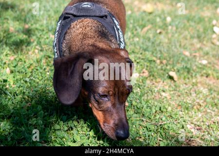 Nahaufnahme eines schönen, niedlichen, loyalen und freundlichen Dackel-Hundes im Park an einem sonnigen Tag Stockfoto