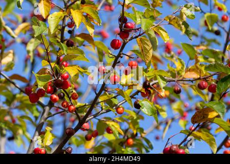 Wilde Äpfel. Deutliche Herbstfarben von Blättern auf einem wilden Apfelbaum Stockfoto