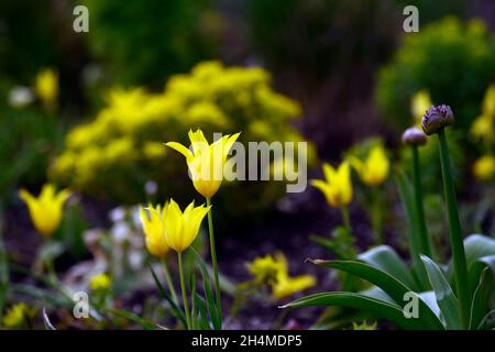 tulipa West Point, duftende, lilienblühende Tulpe, Tulpen, gelbe Tulpen, gelbe Blumen, Zwiebeln, Frühling, Euphorbia polychroma, Kissen-Kopfschmuck, Euphorbia epithymo Stockfoto