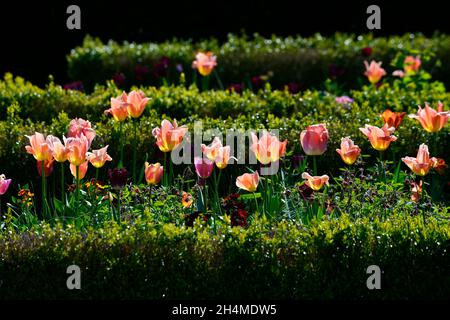 Tulpe, Tulpen, tulpen, Tulpenarten, Kastenhecken, Kastenhecke, formeller Garten, formeller Garten, formeller Garten im Frühling, Tulpen in der Blume, Frühlingsgarten, Multi-Co Stockfoto