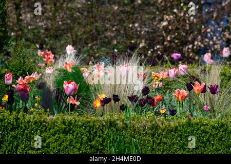 Tulpe, Tulpen, tulpen, Tulpenarten, Kastenhecken, Kastenhecke, formeller Garten, formeller Garten, formeller Garten im Frühling, Tulpen in der Blume, Frühlingsgarten, Multi-Co Stockfoto