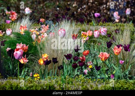 Tulpe, Tulpen, tulpen, Tulpenarten, Kastenhecken, Kastenhecke, formeller Garten, formeller Garten, formeller Garten im Frühling, Tulpen in der Blume, Frühlingsgarten, Multi-Co Stockfoto