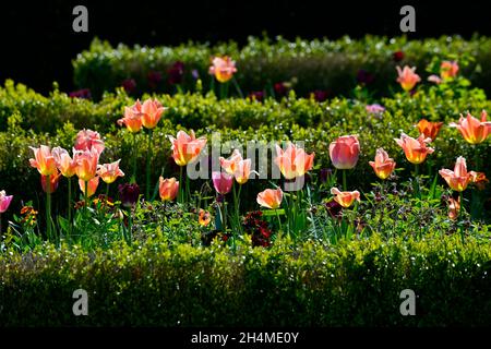 Tulpe, Tulpen, tulpen, Tulpenarten, Kastenhecken, Kastenhecke, formeller Garten, formeller Garten, formeller Garten im Frühling, Tulpen in der Blume, Frühlingsgarten, Multi-Co Stockfoto