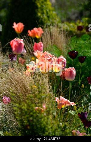 Tulpe, Tulpen, tulpen, Tulpenarten, Kastenhecken, Kastenhecke, formeller Garten, formeller Garten, formeller Garten im Frühling, Tulpen in der Blume, Frühlingsgarten, Multi-Co Stockfoto