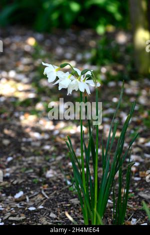 Narcissus thalia, weiße Narzissen, Triandrus, mehrköpfige Blume, weiße Blumen, weiße Narzisse, Narzissen, Narzissen, Narzissen, Frühling im Garten, Waldgarten Stockfoto