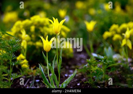 tulipa West Point, duftende, lilienblühende Tulpe, Tulpen, gelbe Tulpen, gelbe Blumen, Zwiebeln, Frühling, Euphorbia polychroma, Kissen-Kopfschmuck, Euphorbia epithymo Stockfoto