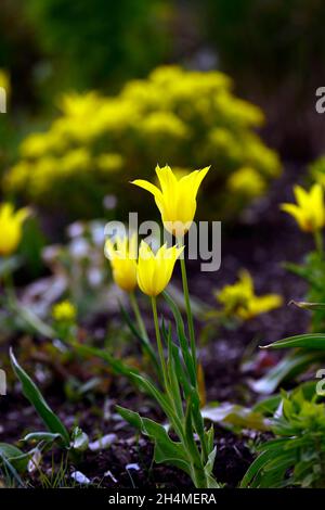 tulipa West Point, duftende, lilienblühende Tulpe, Tulpen, gelbe Tulpen, gelbe Blumen, Zwiebeln, Frühling, Euphorbia polychroma, Kissen-Kopfschmuck, Euphorbia epithymo Stockfoto