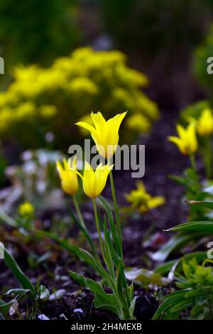 tulipa West Point, duftende, lilienblühende Tulpe, Tulpen, gelbe Tulpen, gelbe Blumen, Zwiebeln, Frühling, Euphorbia polychroma, Kissen-Kopfschmuck, Euphorbia epithymo Stockfoto