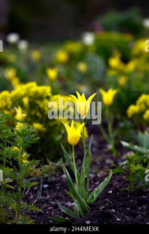 tulipa West Point, duftende, lilienblühende Tulpe, Tulpen, gelbe Tulpen, gelbe Blumen, Zwiebeln, Frühling, Euphorbia polychroma, Kissen-Kopfschmuck, Euphorbia epithymo Stockfoto