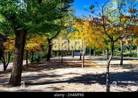 Herbstlandschaft im Parque Norte de Madrid mit einem Teppich aus trockenen braunen Blättern, in Spanien. Europa. Stockfoto