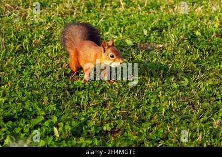 Ein Eichhörnchen sitzt auf dem Boden und im Wald in einem Naturpark. Stockfoto