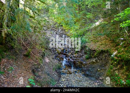 Ein kleiner Bach im Wald am Eibsee am Fuße der Zugspitze in Bayern (Deutschland) Stockfoto