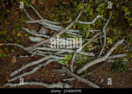 Mehrere Holzstämme wurden zur Herstellung von Brennholz in den feuchten und herbstlichen Böden der Wälder des Naturparks Moncayo, Provinz Zaragoza, Aragon, Spanien, geschnitten Stockfoto