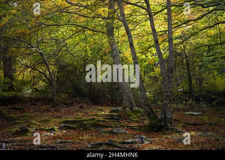 Exemplare von Buchen gegen das Licht, von verdrehten Stämmen, die mit nassem Moos bedeckt sind, im Naturpark Moncayo, Provinz Zaragoza, Aragon, Spanien Stockfoto