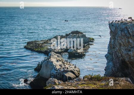 Felsige Klippen im Meer und Scharen von Seevögeln, Pismo Beach, California Central Coast Stockfoto