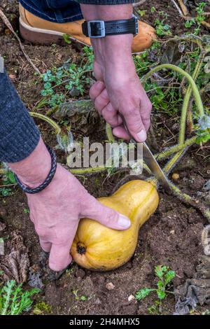 Frau, die einen Butternusskürbis, Cucurbita moschata, erntet und in ihrem Zuteilung- oder Gemüsegarten wächst. Stockfoto