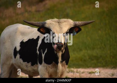 Weißer und schwarzer Longhorn-Steer leckt seine Nase. Stockfoto