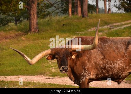 Goldene Stunde mit einer Langhornkuh, die auf einem Feld auf einer Ranch steht. Stockfoto