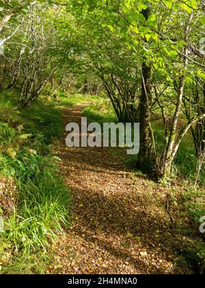 Sonnenbeschienenen Waldwanderweg durch Silberbirken (Betula Pendula) im Herbst, Letterfuga, Kinloch, Isle of Skye, Schottland, VEREINIGTES KÖNIGREICH Stockfoto