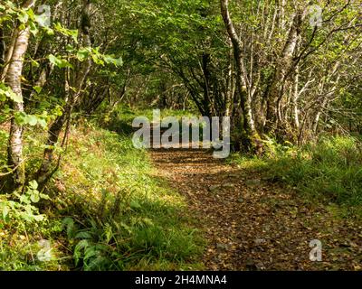 Sonnenbeschienenen Waldwanderweg durch Silberbirken (Betula Pendula) im Herbst, Letterfuga, Kinloch, Isle of Skye, Schottland, VEREINIGTES KÖNIGREICH Stockfoto