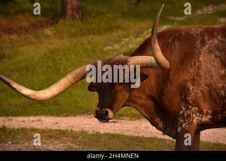 Nahaufnahme Blick in das Gesicht eines großen braunen Langhornlenker. Stockfoto