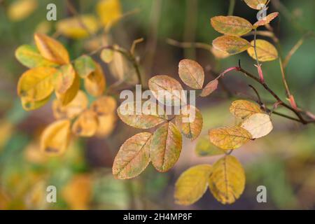 Rosenbusch (Hagebutten) im Herbst mit vergilbten Blättern. Nahaufnahme Stockfoto