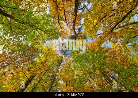 Wunderschöne Bäume am blauen Himmel. Farbenfrohe Herbstliche im Wald. Stockfoto