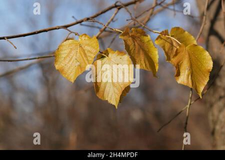 Linden im Herbst, Ast und gelbe Blätter verwischen Hintergrund horizontal. Tilia. Tiliaceae Familie. Herbst verwischen Hintergrund mit Zweig und gelb le Stockfoto