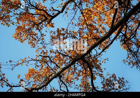 Krone aus Holz mit Ästen Eiche im Herbst. Herbsthintergrund mit einer Eiche eine Nahaufnahme. Quercus. Familie Fagaceae. Stockfoto