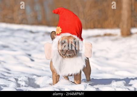 Lustige französische Bulldogge Hund trägt weihnachtsmann Hut Kostüm mit Bart im Schnee Stockfoto