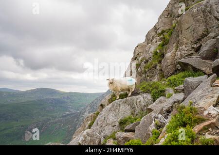 Walisische Bergschafe stehen isoliert hoch auf einer Felswand im Snowdonia National Park, North Wales, Großbritannien. Stockfoto