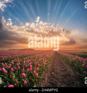 Frühlingslandschaft mit boudenlosen Tulpenfeldern, farbenprächtiger Sonnenaufgang über der Blumenwelt Stockfoto