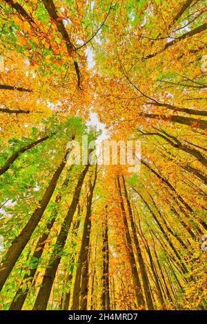 Wunderschöne Bäume am blauen Himmel. Farbenfrohe Herbstliche im Wald. Stockfoto