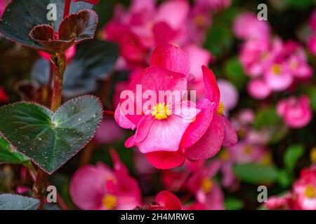 Ein Blumenbeet aus leuchtend rosa Begonia Blumen im Garten. Stockfoto