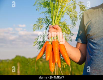 Frisch gepflückte Karotten in den Händen eines Bauern auf dem Feld. Geerntetes Bio-Gemüse. Landwirtschaft und Landwirtschaft. Selektiver Fokus Stockfoto