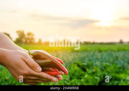 Der Bauer erntet frische Paprika auf dem Feld. Roter, scharfer Pfefferbusch. Anbau von Bio-Gemüse. Herbsterntekonzept. Selektiver Fokus Stockfoto