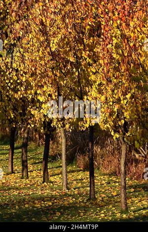 Idyllische Herbstlandschaft mit Reihen von Aprikosenbäumen im vertikalen Format Stockfoto