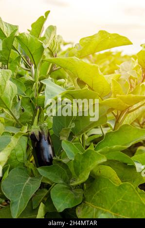 Reifes Auberginen-Gemüse wächst auf einem Feld an einem sonnigen Tag. Solanum melongena L. Agroindustrie und Agrarindustrie. Wächst auf offenem Boden. Bio-Gemüse Stockfoto