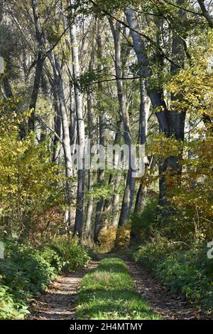 Waldweg zwischen hohen Bäumen in der Nähe der Donau im Herbst, Dunajské luhy, Slowakei, in vertikaler Form Stockfoto