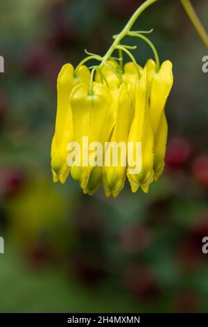 Nahaufnahme von blühenden, kletternden dicentra (Dactylicapnos scandens) Blüten Stockfoto
