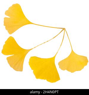 Die Komposition aus goldenen dekorativen schönen trockenen Ginkgo-Blättern auf weißem Hintergrund. Flache Grundrisse, Draufsicht. Ginkgo biloba. Gelb Stockfoto