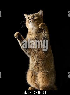 Eine Erwachsene graue Katze schottischer gerader Chinchilla steht auf ihren Hinterbeinen. Schwarzer Hintergrund Stockfoto