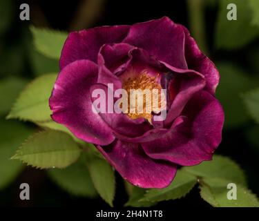 Eine magentafarbene Rose Stockfoto