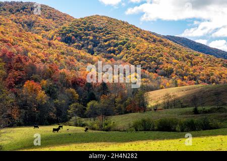 Rinder weiden auf Weiden, umgeben von Herbstlaub - in der Nähe von Tuckasegee, North Carolina, USA Stockfoto