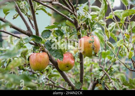 Drei Äpfel auf dem Baum Stockfoto