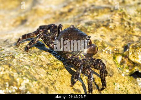 Marmorsteinkrabbe oder Runner Crab (Pachygrapsus marmoratus (Fabricius, 1787), die auf den Felsen der Adria fressen. Stockfoto